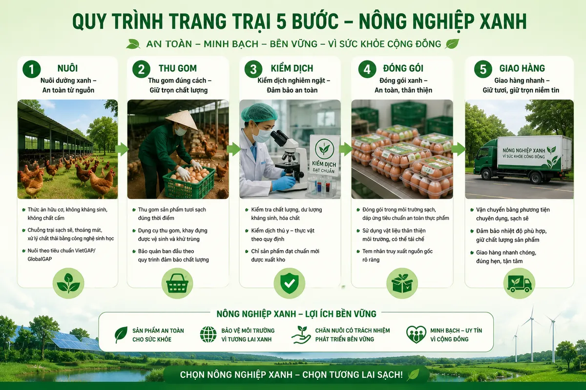 Quy trình trang trại 5 bước Ovi Egg: nuôi, thu gom, kiểm dịch, đóng gói, giao hàng — đạt chuẩn ATVSTP